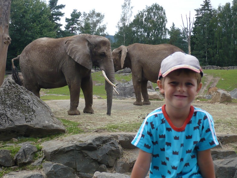 elefant