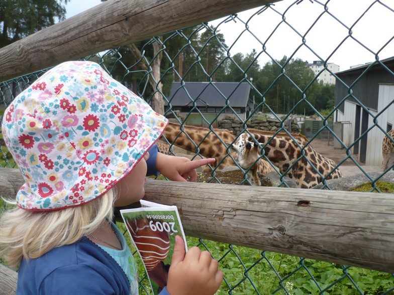 giraff